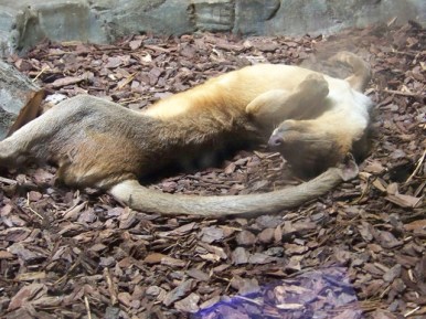 fossa