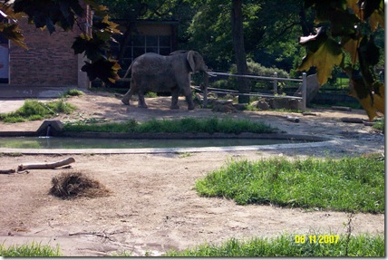 Elephant exhibit (4)