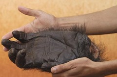 gorilla hand