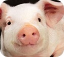 smiling pig